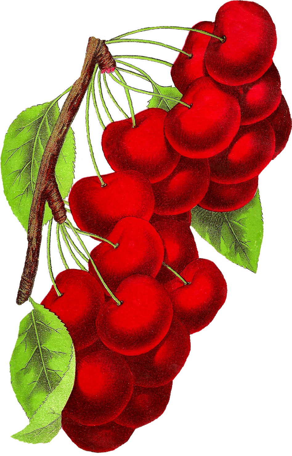 Vintage Cherry Clipart Download - Botanical Art Cherry Png Transparent Png (1074x1600), Png Download