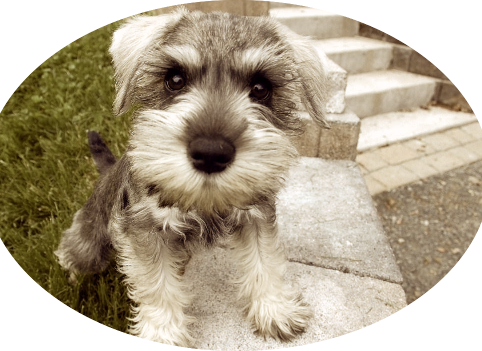 If You Have Decided To Bring A New Animal Into Your - Miniature Schnauzer Clipart (962x701), Png Download