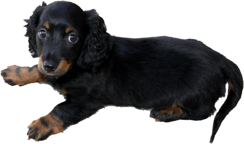 Long Haired Dachshund Puppy Png By Makiskan Pluspng - Printable Dog Calendar 2018 Clipart (900x591), Png Download