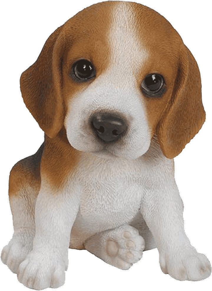 Puppy Png Clipart (1024x1024), Png Download