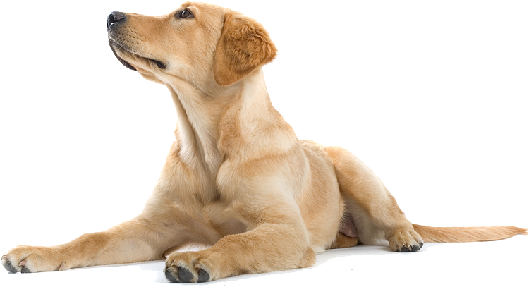 Adoption/rescue - Labrador Retriever Png Clipart (771x433), Png Download