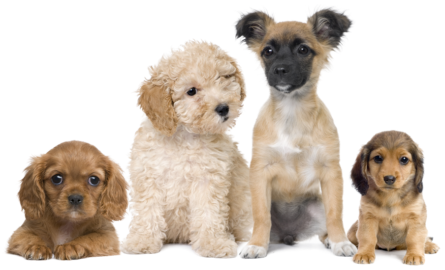 Imagem De Cachorro Png Clipart (1170x669), Png Download