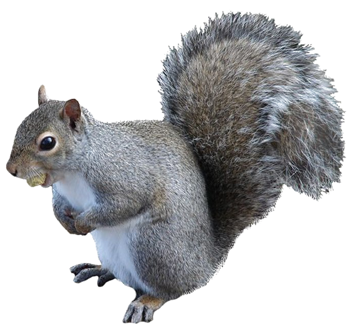 Squirrel Png High-quality Image - Squirrel Png Clipart (720x720), Png Download