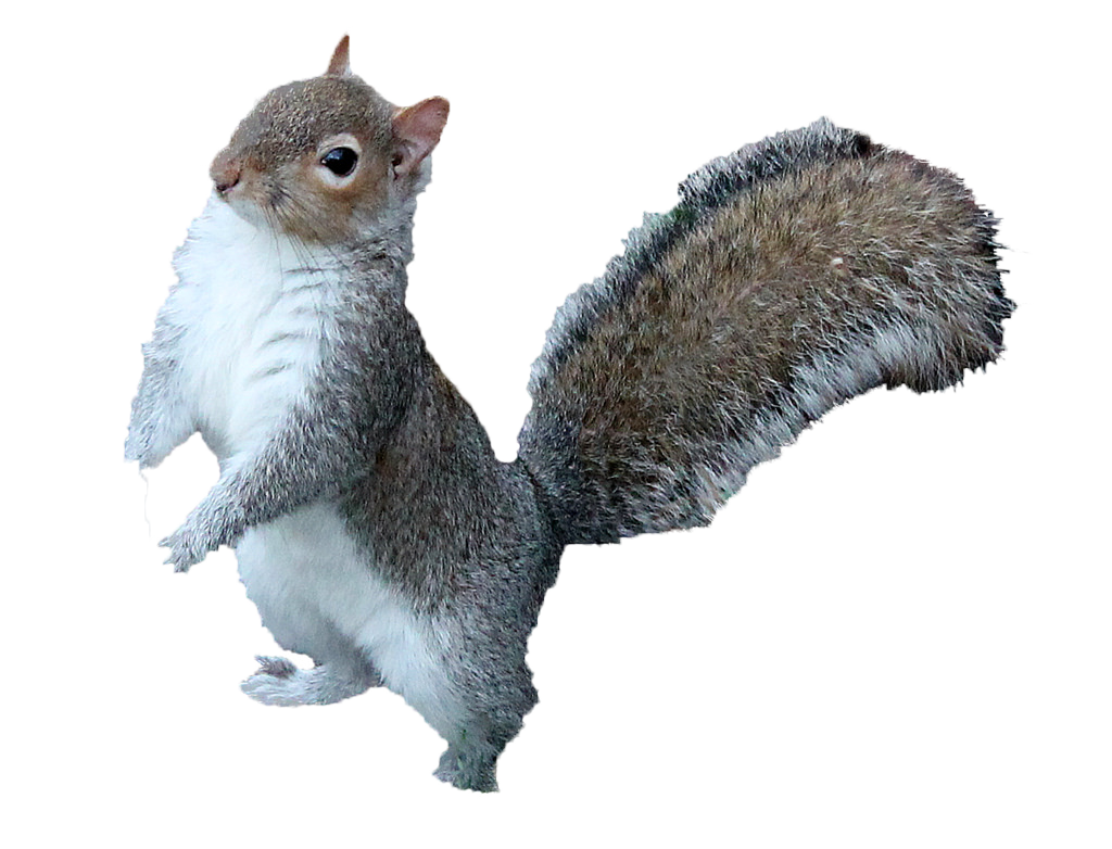 Squirrel Png Free Download - Squirrel Png Transparent Clipart (1024x782), Png Download