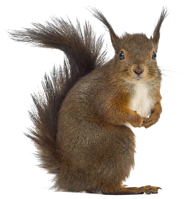 Squirrel Png Free Download - Stock Photos Squirrel Clipart (643x720), Png Download