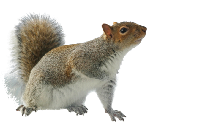Pictures Of Squirrels - Dead Squirrel Transparent Clipart (940x430), Png Download