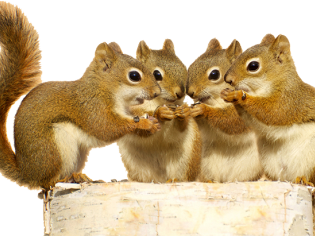 Squirrel Babies Cartoon Clipart (640x480), Png Download