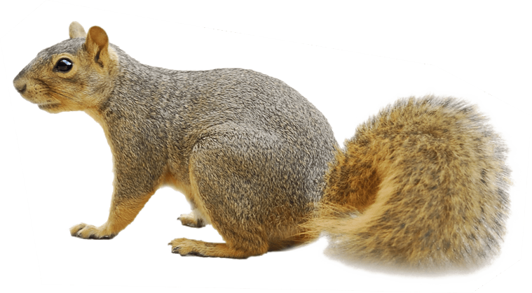 Free Squirrel Png Clipart (759x419), Png Download