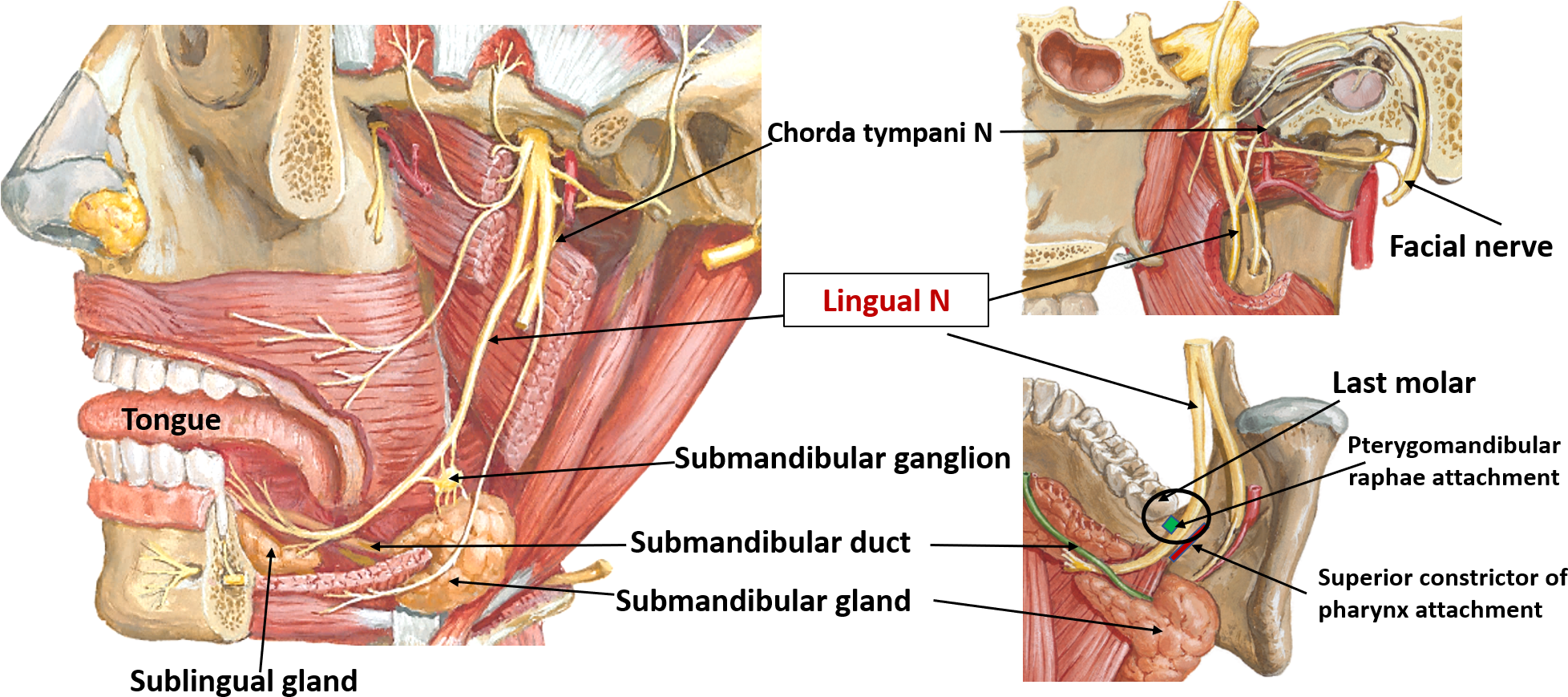Nerve Png , Png Download - Does Lingual Nerve Supply Clipart (1956x869), Png Download