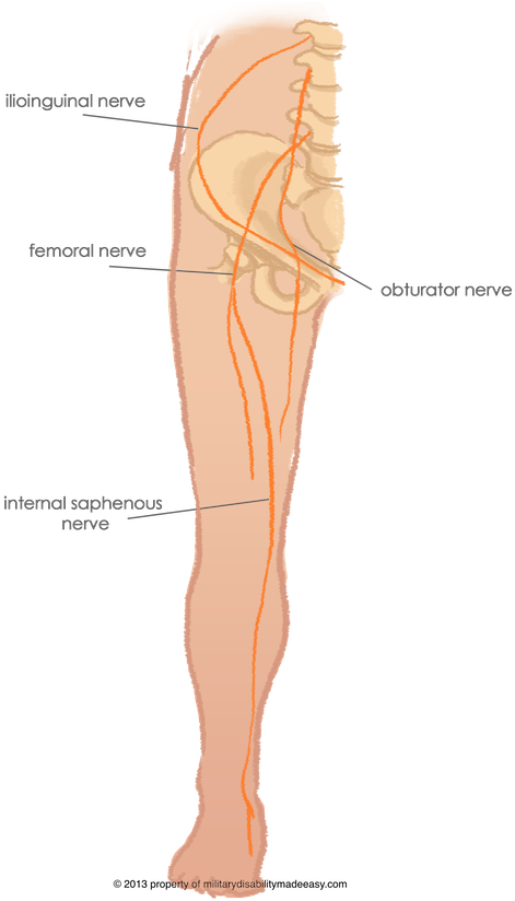 Lower Nerve 1 - Nerves Of Thigh Clipart (494x824), Png Download