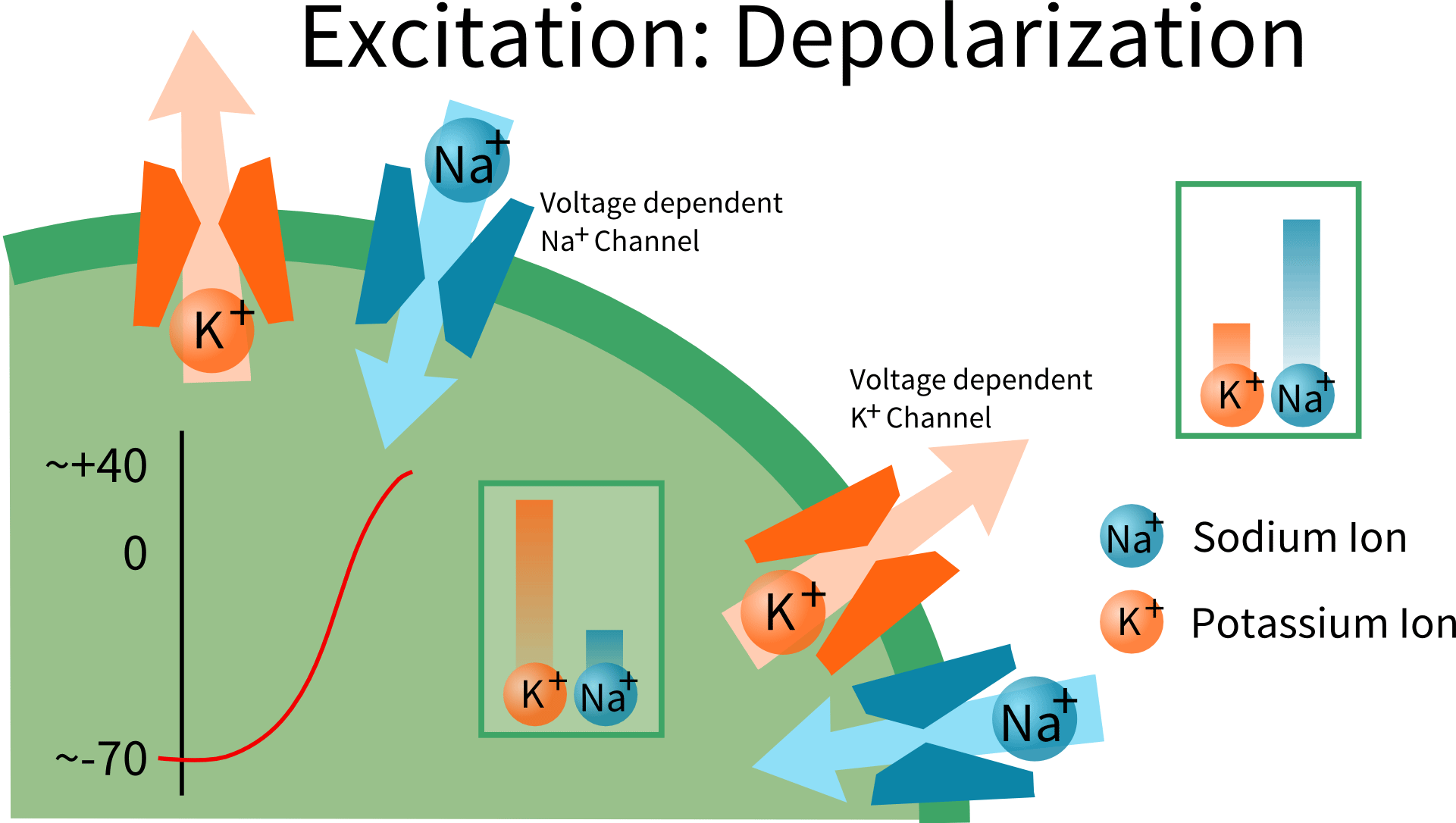 Nerve Cell Depolarization - Nerve Depolarization Clipart (1921x1086), Png Download