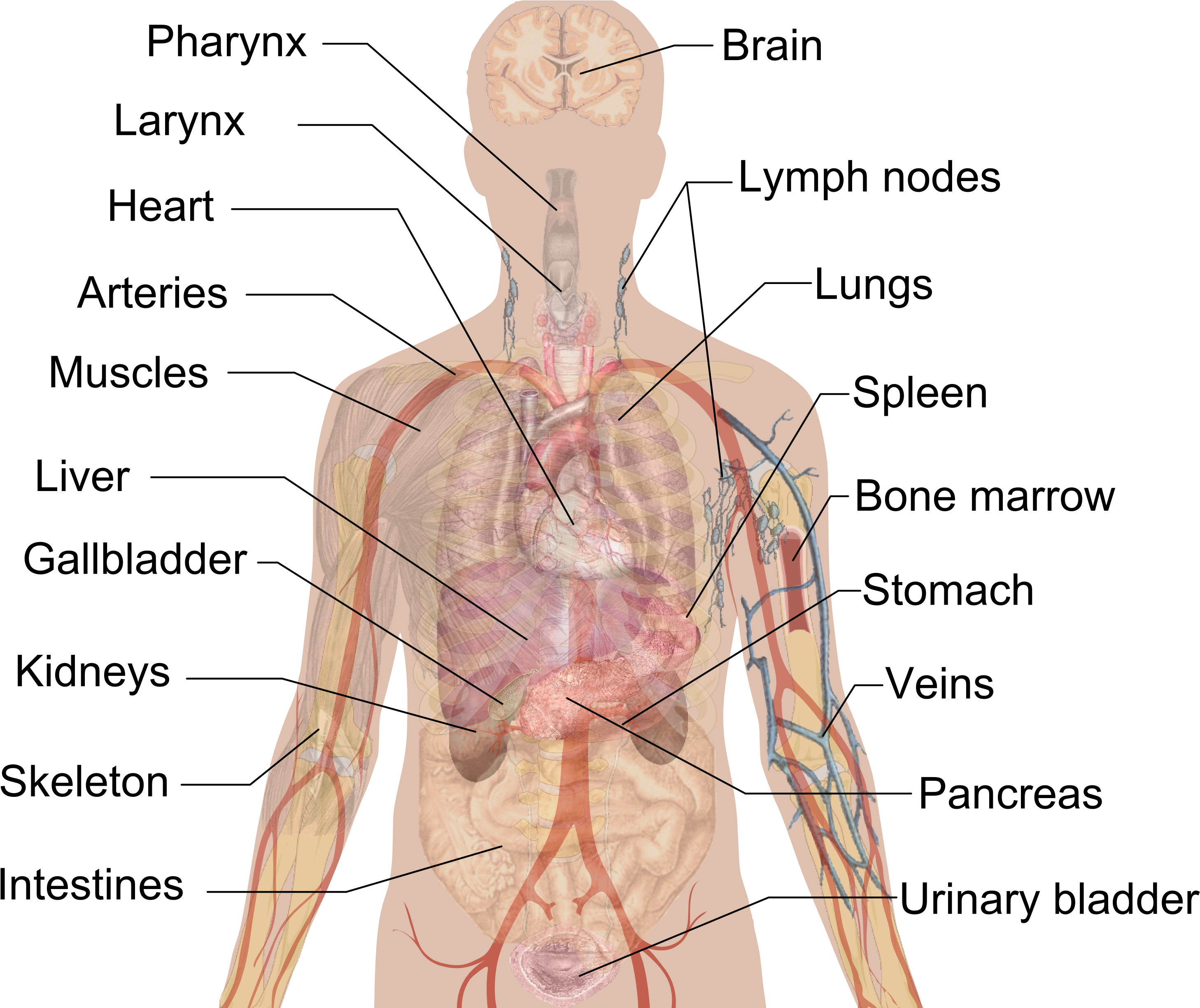 Internal Organs Cropped Vagus Nerve - Human Body Clipart (2998x2448), Png Download
