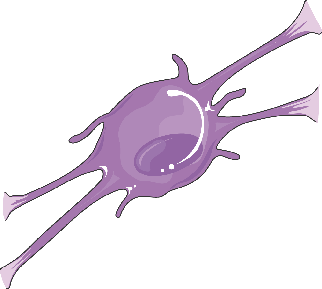 Oligodendrocyte - Oligodendrocyte Cell Clipart (1332x1196), Png Download
