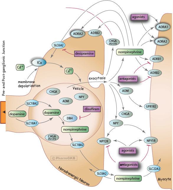 Sympathetic Nerve Pathway Diagram - Map Clipart (586x643), Png Download