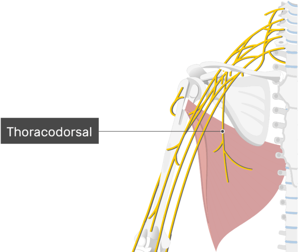 An Image Showing The Thoracodorsal Nerve Coming Out - Biceps Brachii Nerve Supply Clipart (612x517), Png Download