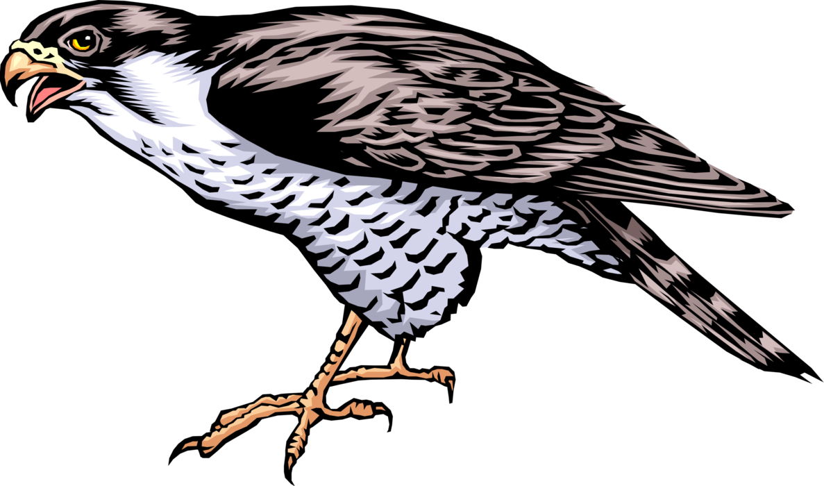 Vector Illustration Of Bird Of Prey Falcon Standing Clipart (1187x700), Png Download