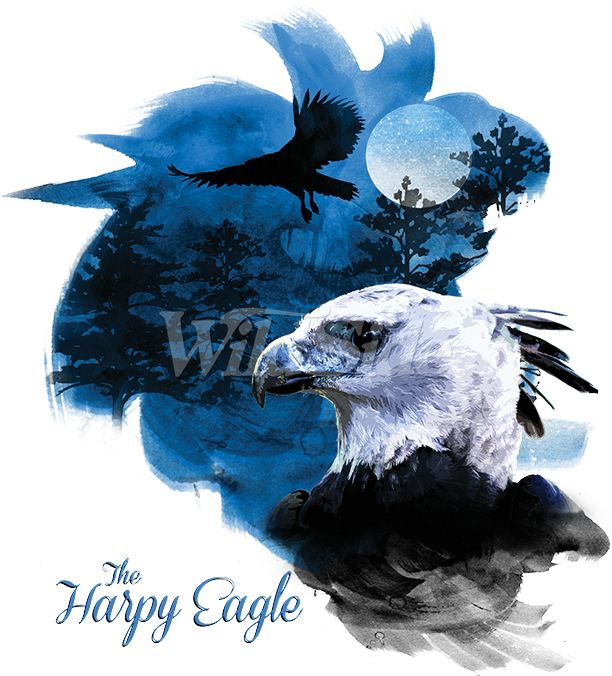 Birds Of Prey Harpy Eagle - Bald Eagle Clipart (675x675), Png Download