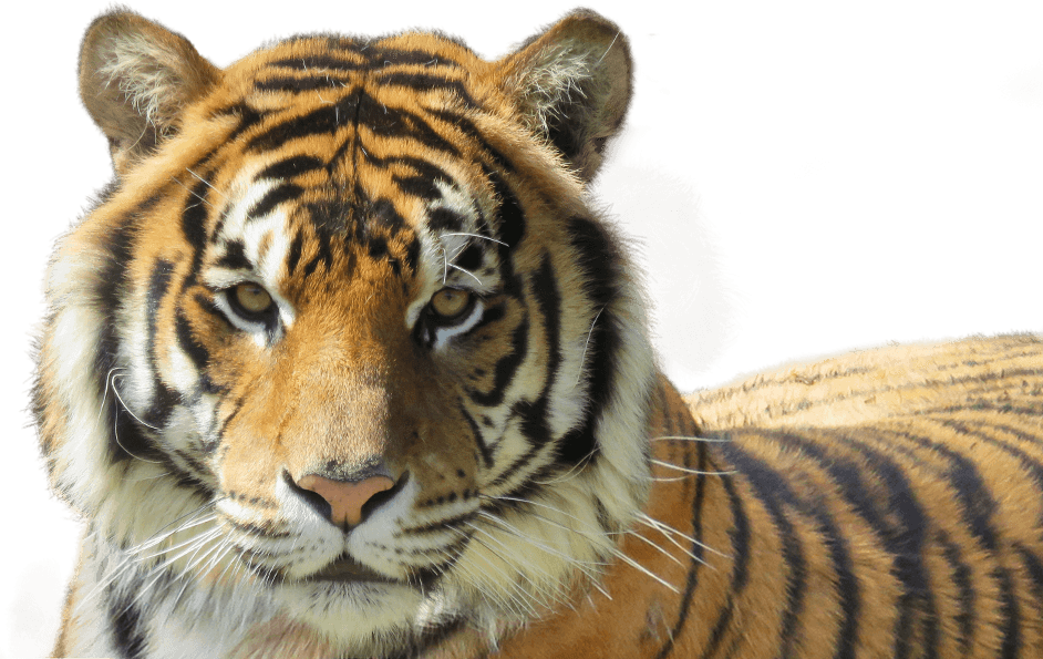 Tiger-foreground - Siberian Tiger Clipart (942x595), Png Download