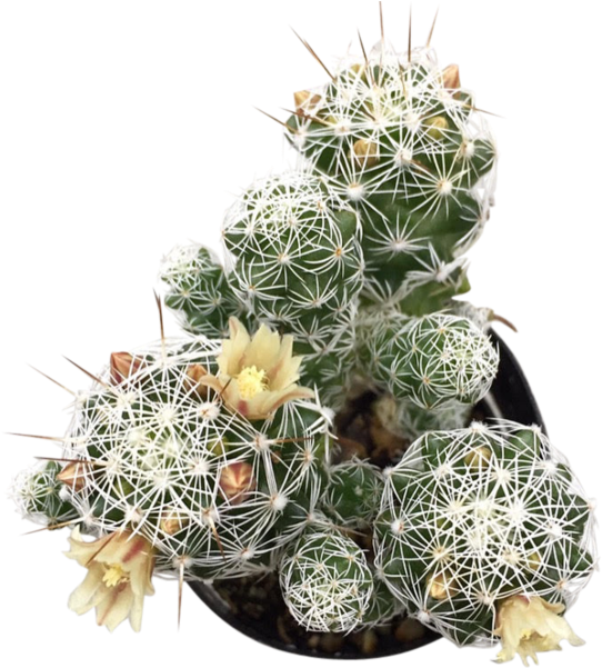 Thimble Png , Png Download - Hedgehog Cactus Clipart (542x601), Png Download