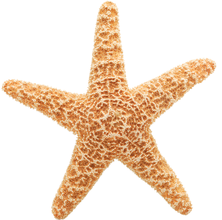 Starfish - Starfish With No Background Clipart (1225x1024), Png Download
