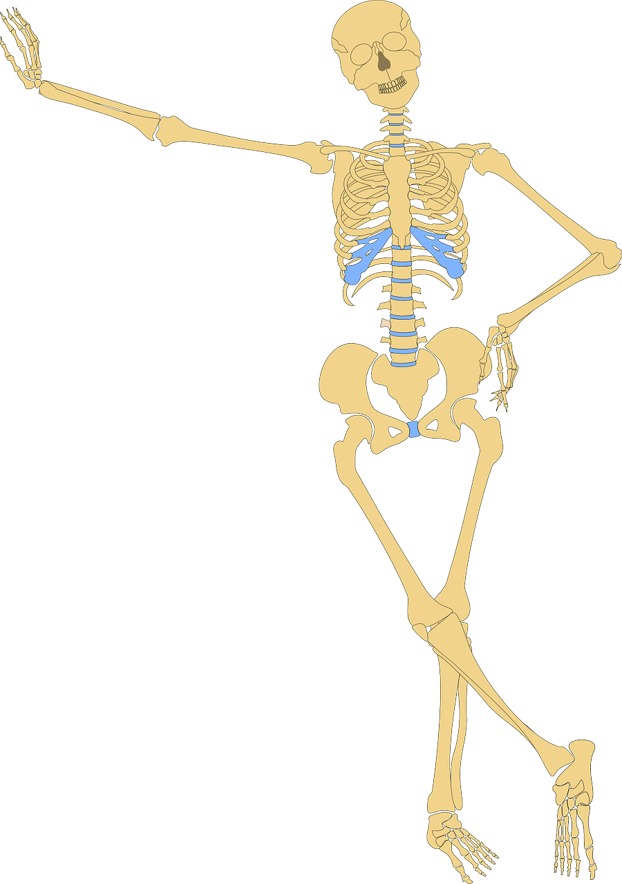 Skeleton Human Skull Bone Bones Png Image - Skeleton Leaning Clipart (900x1280), Png Download