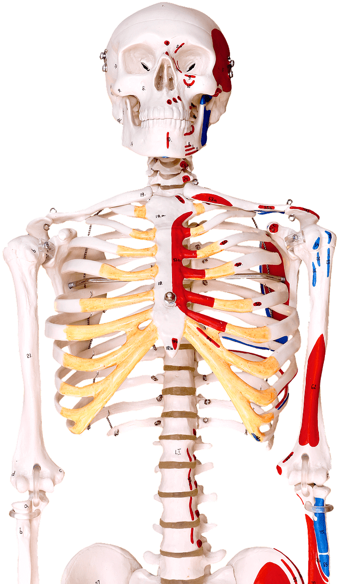Bones In Human Body - Illustration Clipart (853x1280), Png Download