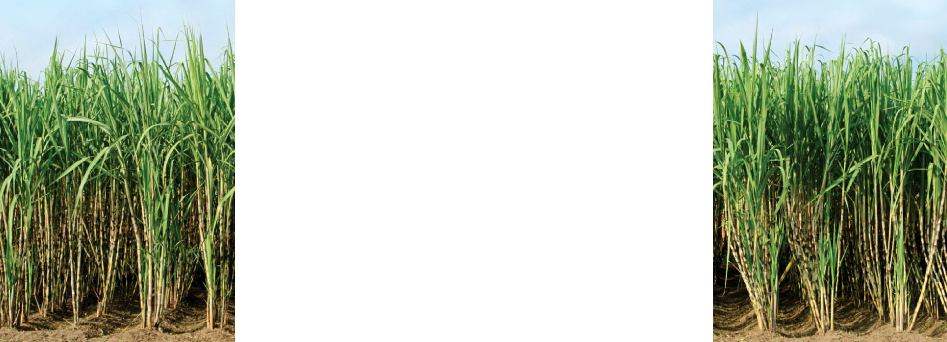 Bg-img - Grass Clipart (1937x701), Png Download