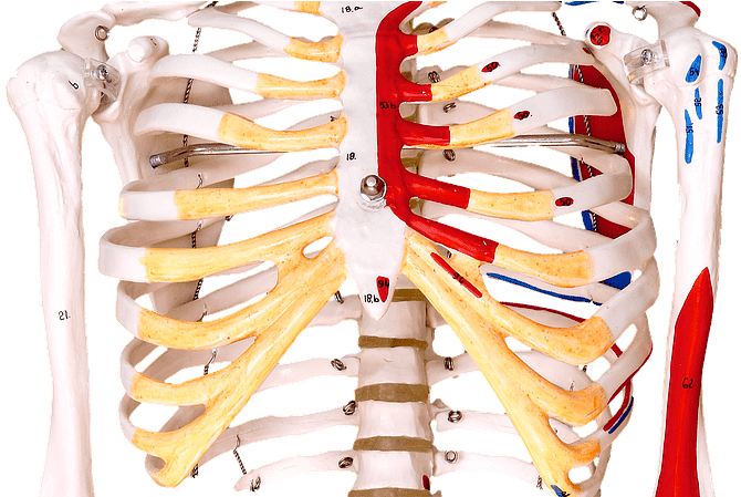 Rib Clipart - Large Size Png Image - PikPng