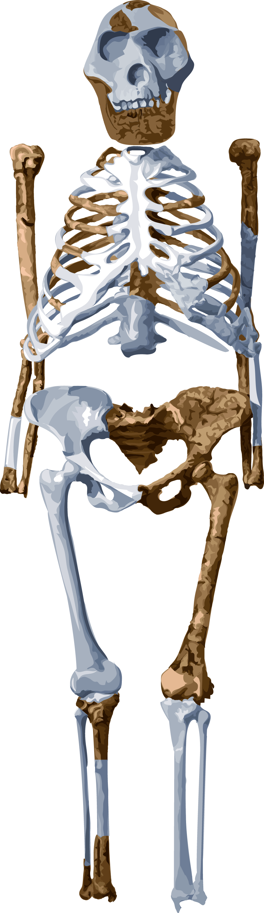 Meet Lucy - Lucy Australopithecus Bones Png Clipart (908x3132), Png Download