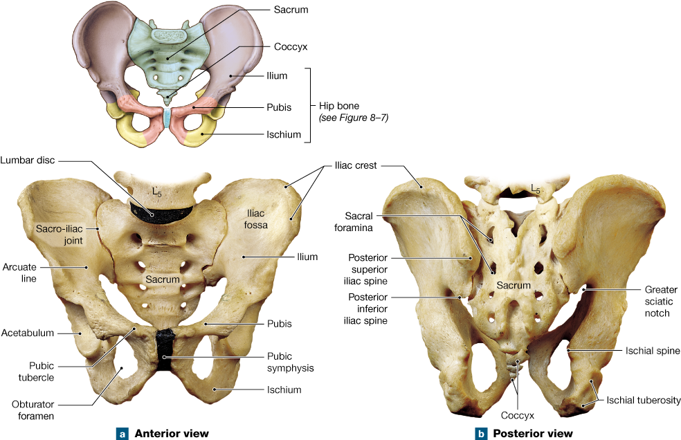 The Pelvic Girdle Attaches The Lower Limbs To The Axial - Pelvis Of The Adult Male Clipart (1000x641), Png Download