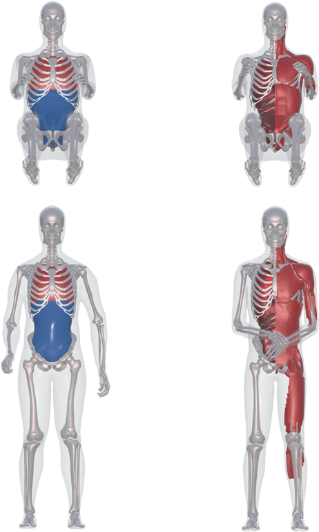 Stature - Male Clipart (650x780), Png Download