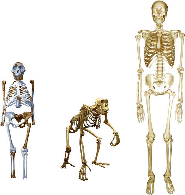 Compare Lucy With Both Human And Chimp - Lucy Skeleton Vs Human Clipart (700x700), Png Download