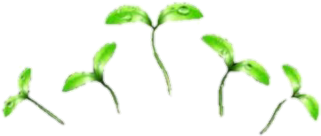 #plants #green #icon #tumblr - Crown Filter Png Clipart (433x358), Png Download