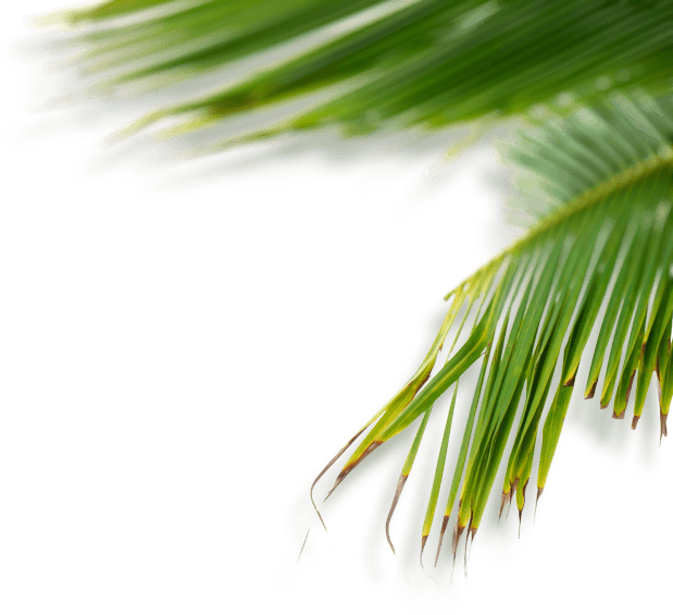 Green Tumblr Plant Png , Png Download - Grass Tumblr Png Clipart (619x565), Png Download