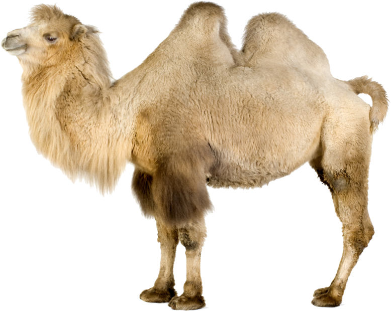 Png File - Bactrian Camel White Background Clipart (866x650), Png Download