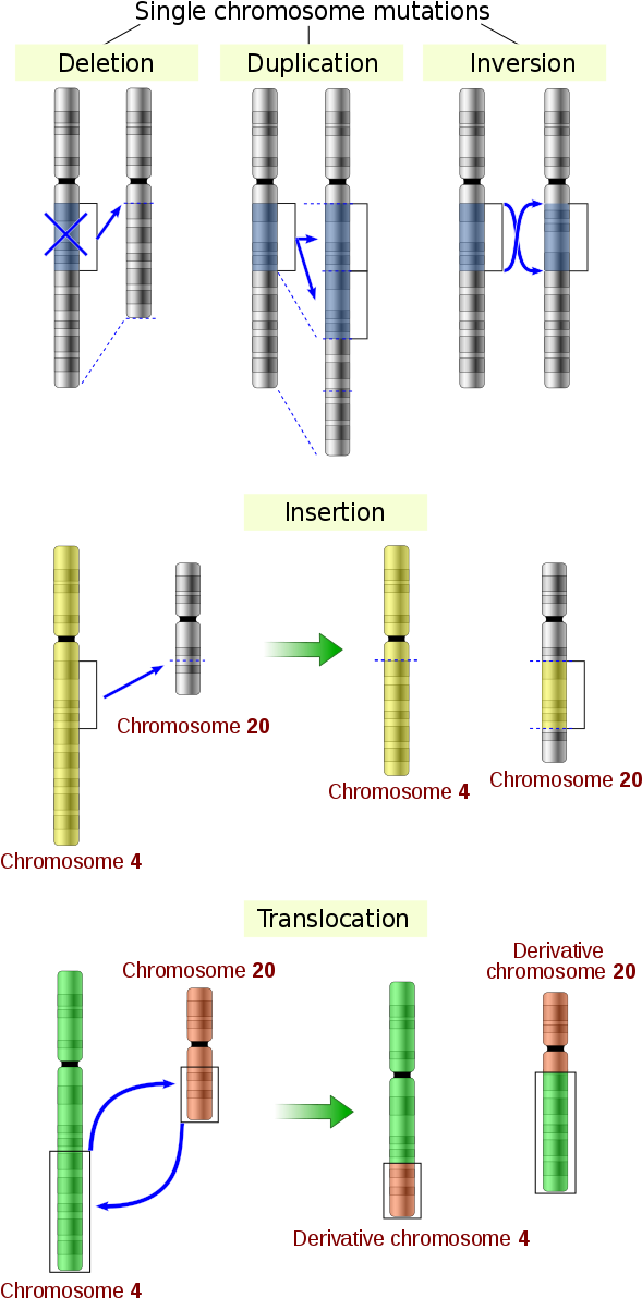 File - Chromosomes Mutations-en - Svg - Types Chromosomal Mutations Clipart (606x1198), Png Download