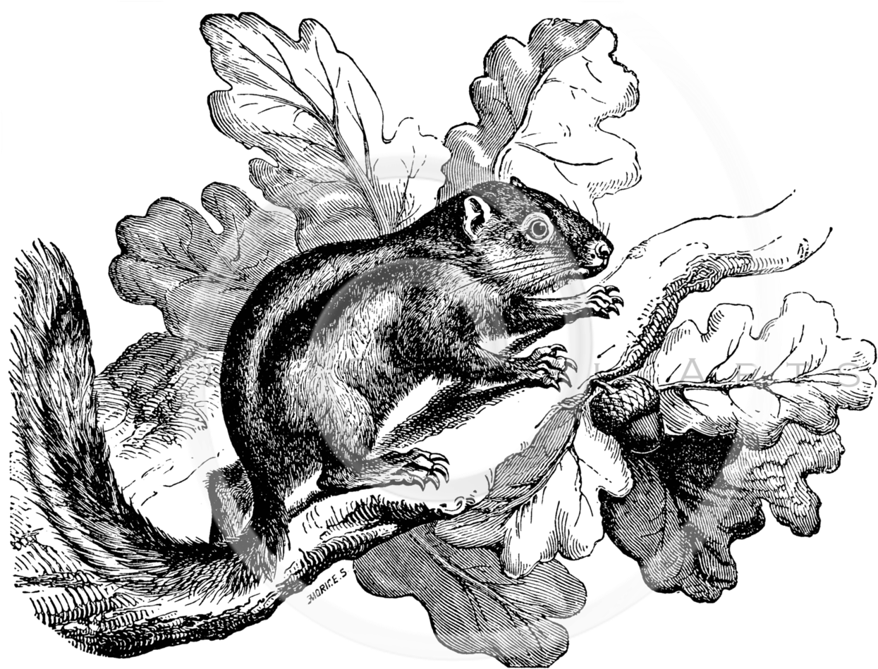 Illustration Clipart (1266x960), Png Download