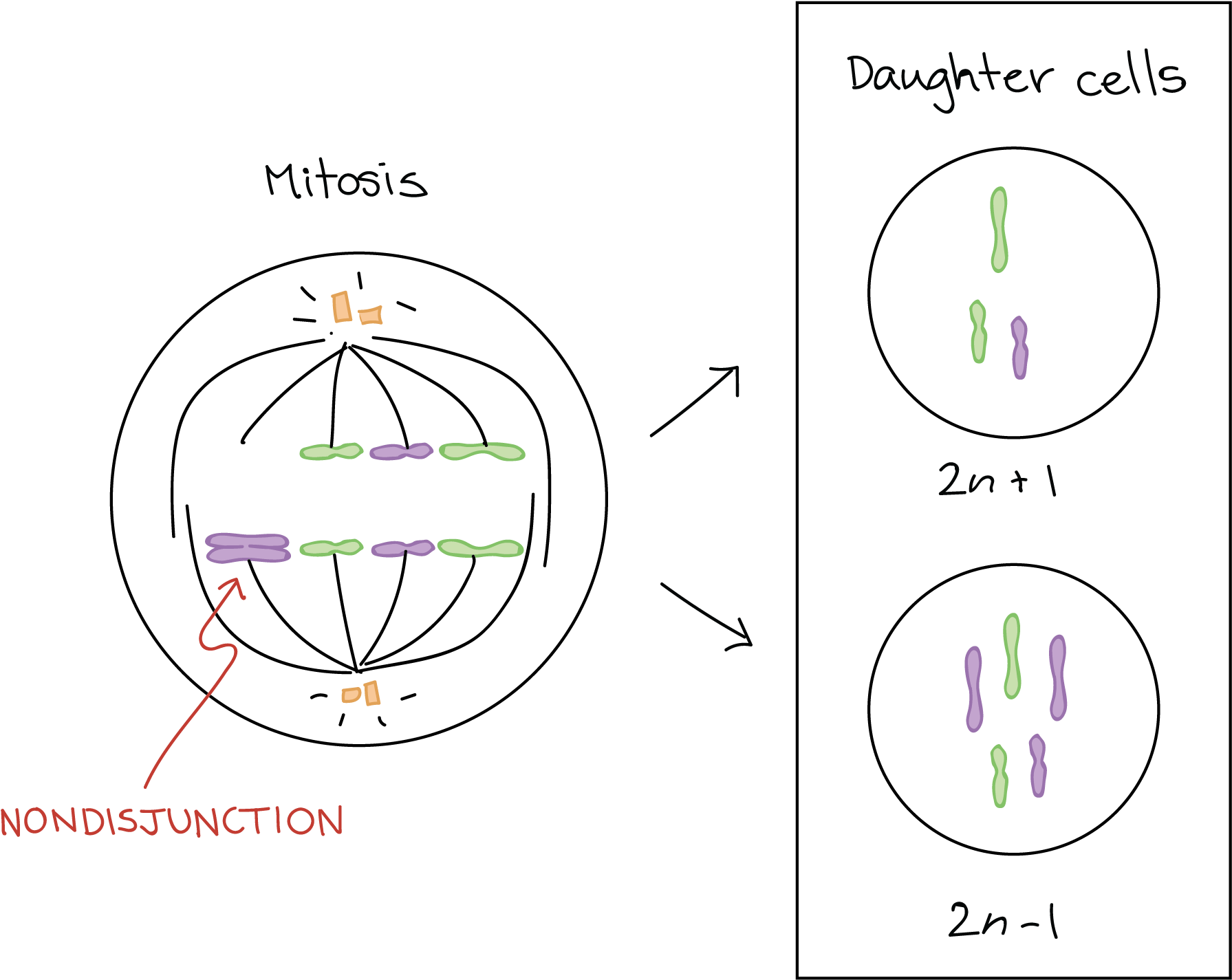 Aneuploidy Chromosomal Rearrangements Article Khan - Mitosis Clipart (2656x1496), Png Download