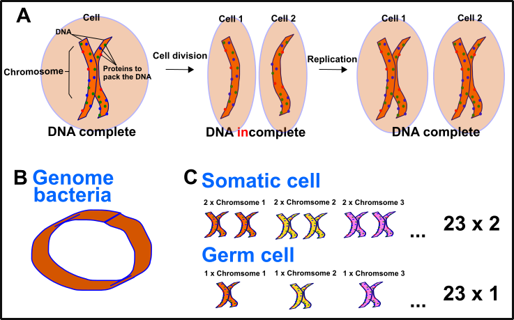 Circle Clipart (737x459), Png Download