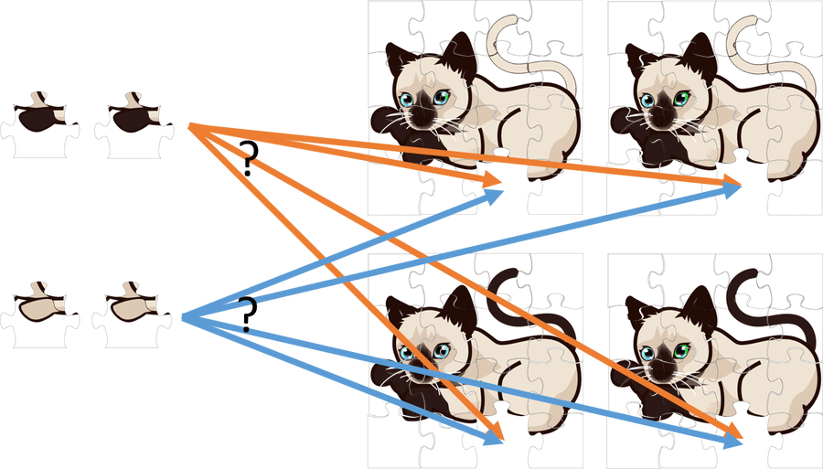 2 Alleles 4 Chromosomes - Cartoon Clipart (900x513), Png Download