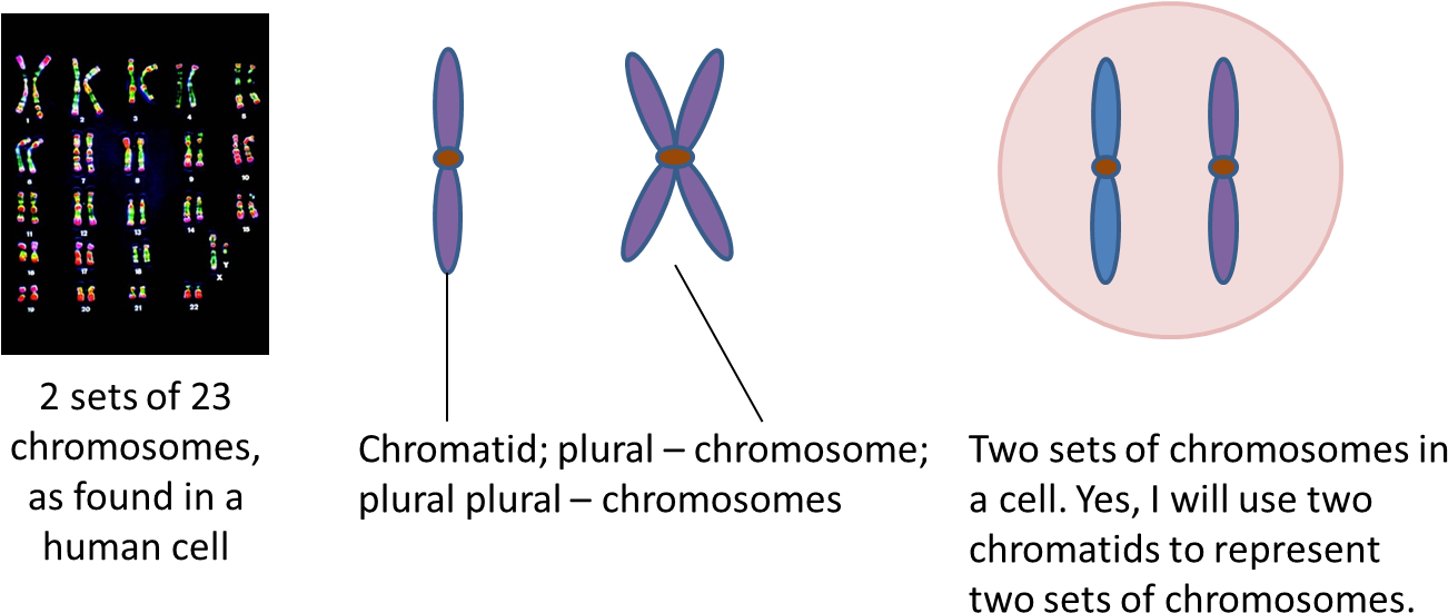 Two Sets Of Chromosomes - Chromosomes Clipart (1360x583), Png Download