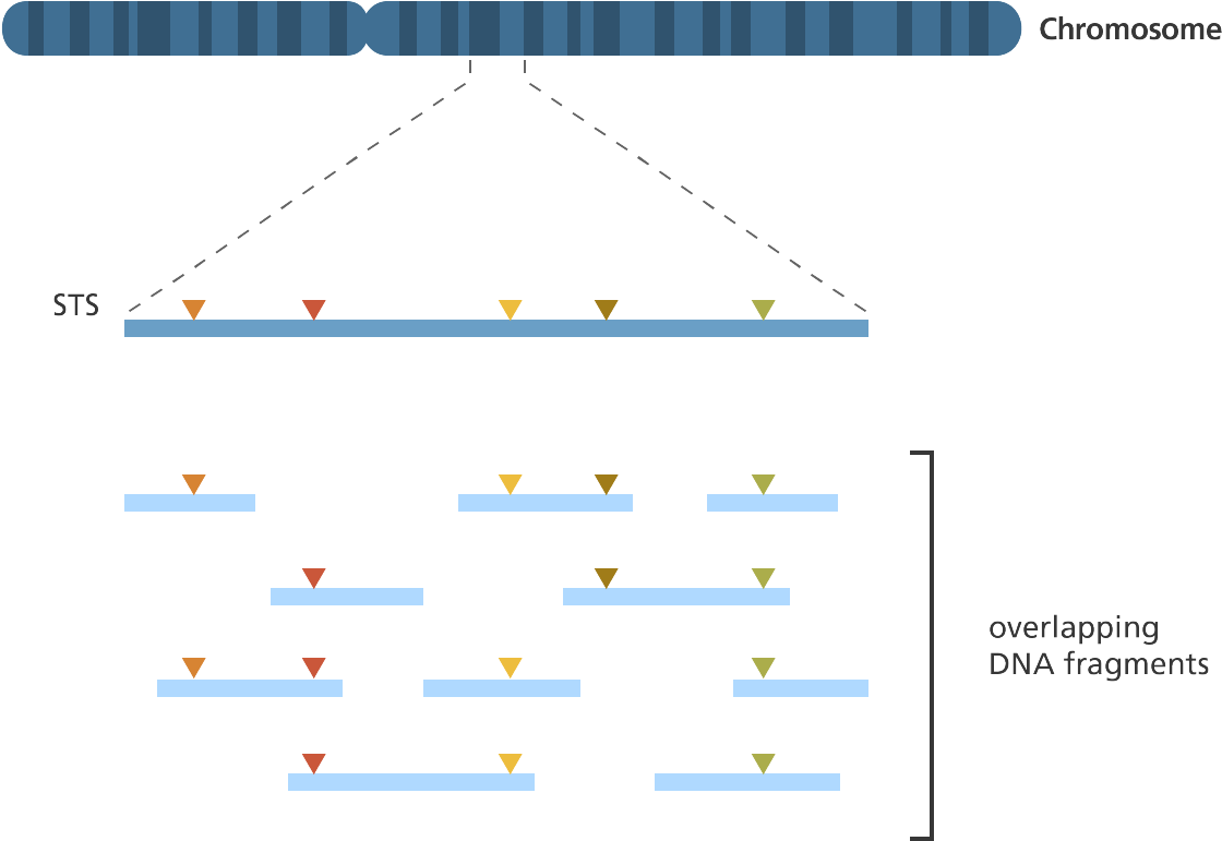 Illustration Showing The Process Of Sts Mapping - Sequence Tagged Sites Mapping Clipart (1200x850), Png Download