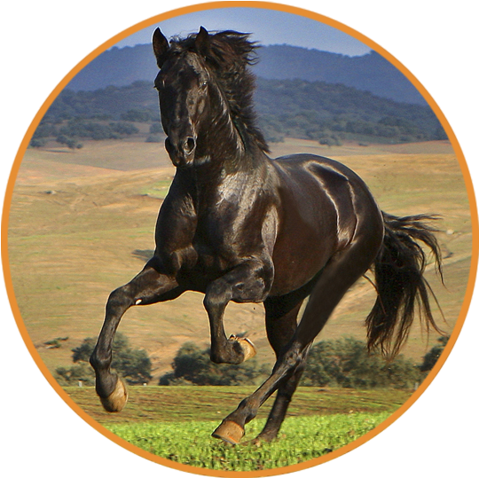 Caballo - Caballo Dentro De Circulo Clipart (566x573), Png Download