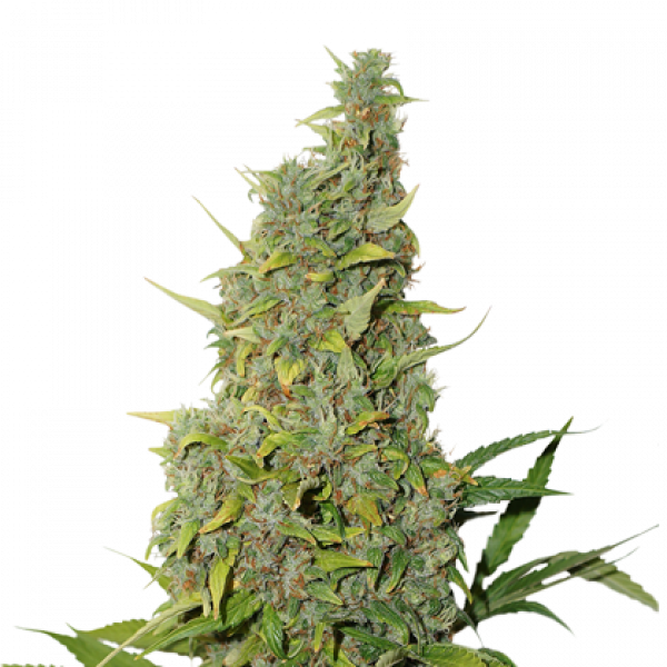 Bcn Power Plant Auto Clipart (600x600), Png Download