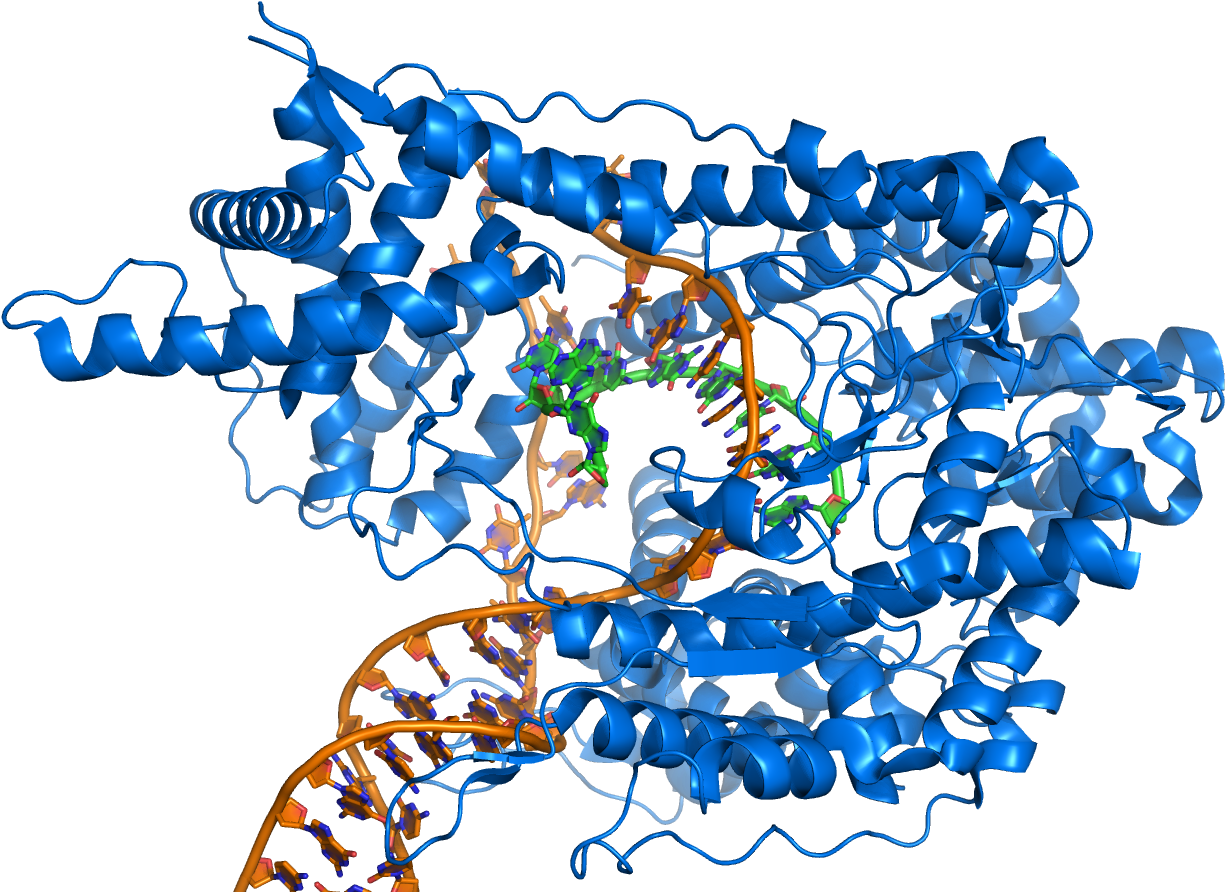 T7 Rna Polymerase At Work - T7 Rna Polymerase Has A Single Subunit Clipart (1348x934), Png Download