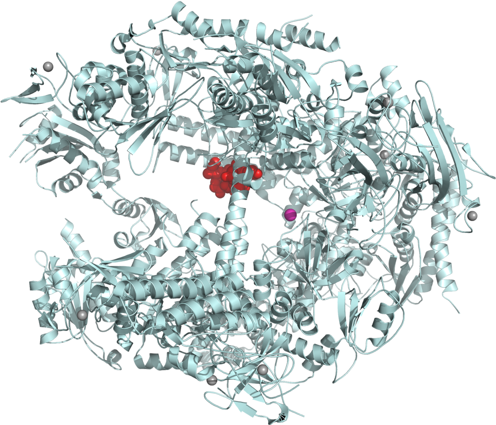 Alpha-amanitin Rna Polymerase Ii Complex 1k83 - Rna Polymerase Ii Inhibition Clipart (1000x874), Png Download