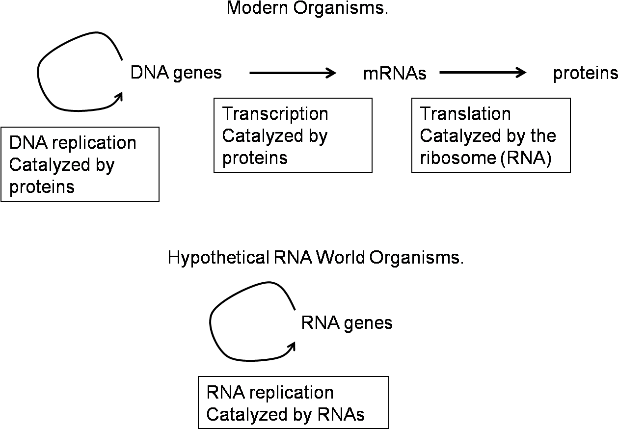 Centraldogma - Rna World Central Dogma Clipart (1291x897), Png Download