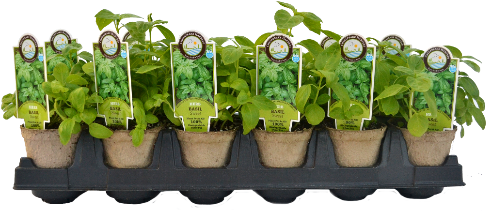 Vegetable Plants Png - Starter Plants Clipart (1024x576), Png Download