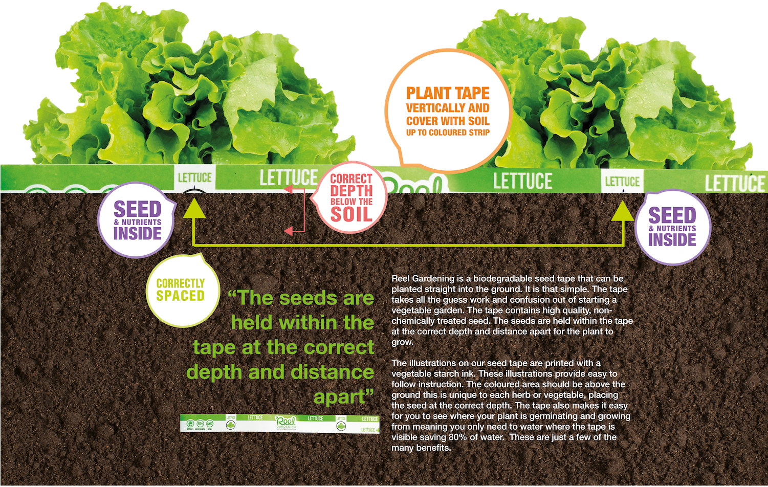 How It Works - Lettuce Clipart (1500x1036), Png Download