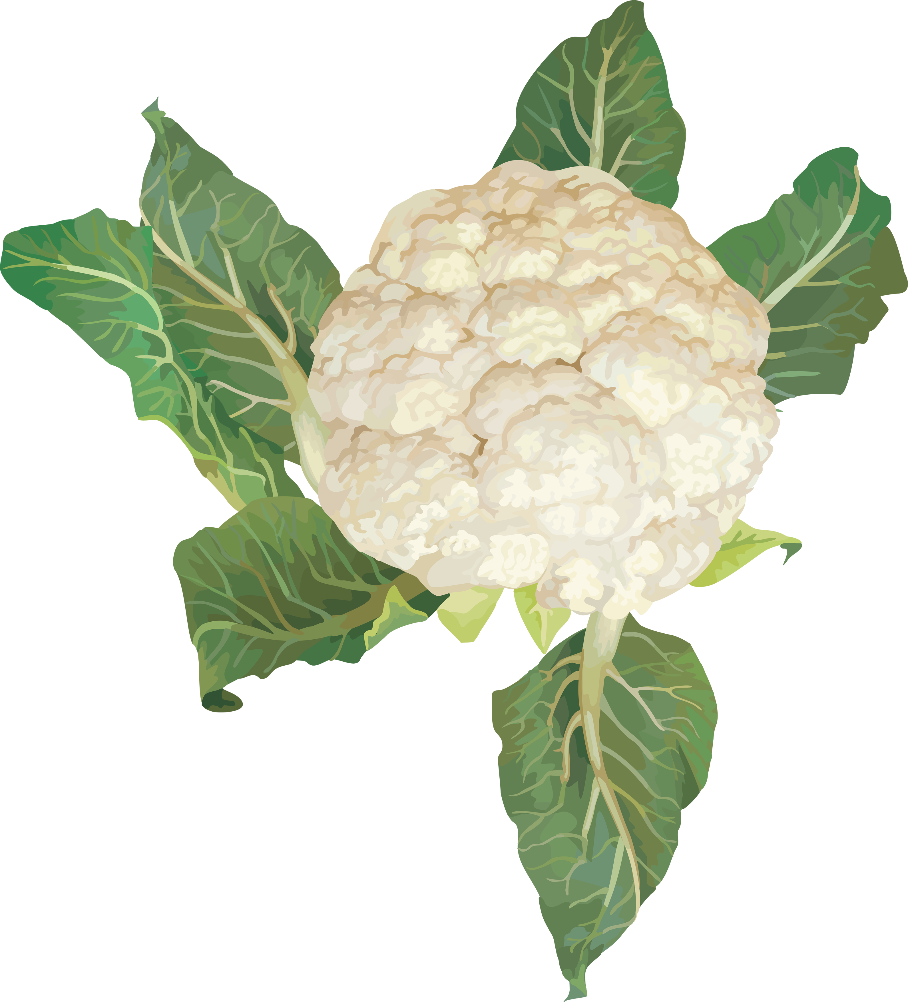 Cauliflower Png Image - Transparent Background Cauliflower Clipart (3180x3509), Png Download